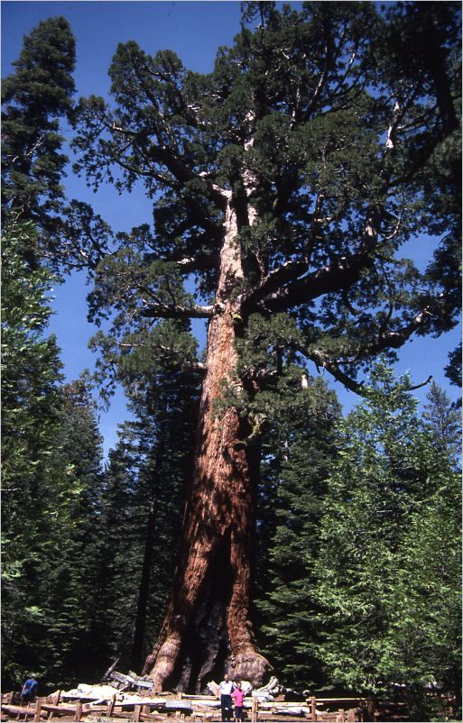 Betty and Woody at the General Sherman tree